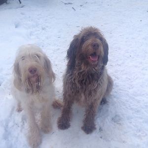 Meet your Posher, Craig